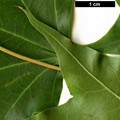 SpeciesSub: var. sinicum SpeciesSub: var. sinicum